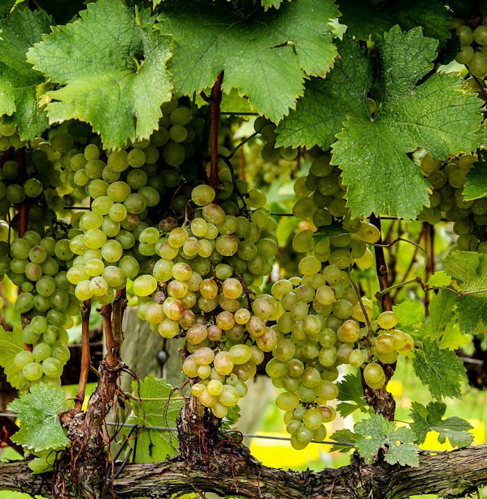 about-02 Cluster of ripe green grapes hanging from vines in a verdant vineyard, showcasing natural freshness.