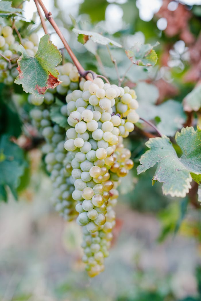 Bunches of ripe green grapes growing on branches of tree in vine plantation in countryside