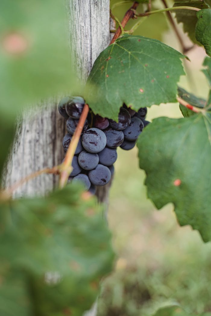 services-img Vibrant close-up of ripe grapes hanging on the vine, capturing nature's bounty during harvest season.